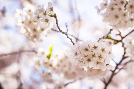 Beautiful cherry blossom, blooming tree in spring timeの写真素材