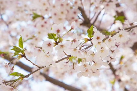 Beautiful cherry blossom, blooming tree in spring timeの写真素材