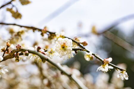 Beautiful nature in spring, fresh tree and flowersの写真素材