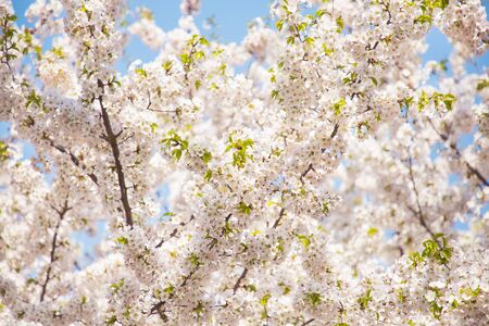 Beautiful cherry blossom, blooming tree in spring time