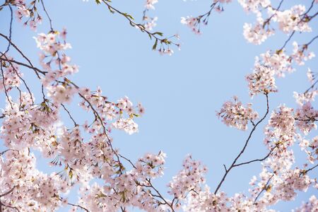 Beautiful cherry blossom, blooming tree in spring timeの写真素材