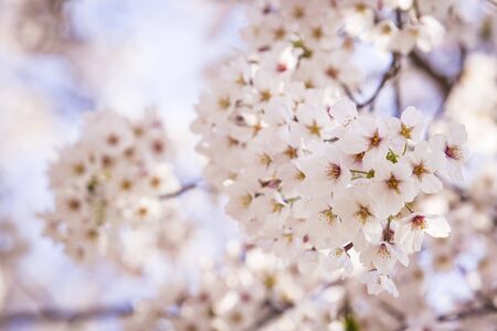 Beautiful cherry blossom, blooming tree in spring timeの写真素材
