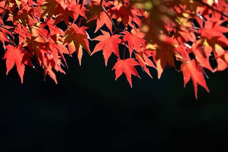 Beautiful autumn landscape with colorful leaves in the countryside and park.の写真素材