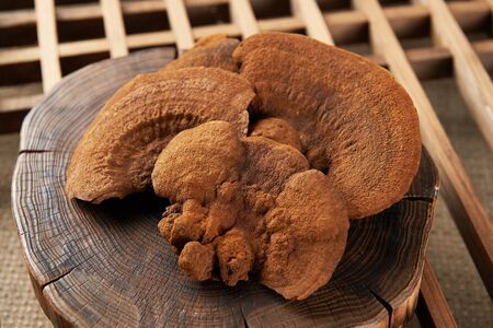korean giant mushrooms on tree base