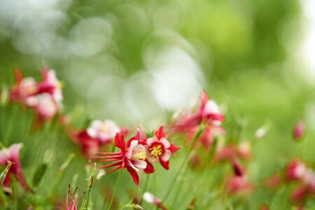 Close up of wild flower in springの写真素材