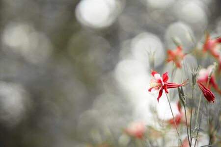 Close up of wild flower in springの写真素材