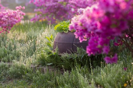 beautiful garden flowers with fresh grass backgroundの写真素材