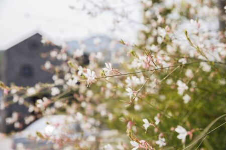 Traditional Korean style architecture, Hanok Village landscape 200の写真素材