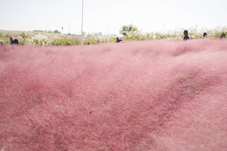 Beautiful autumn landscape, Miscanthus sinensis and Pink Muhly grass fields 019の写真素材