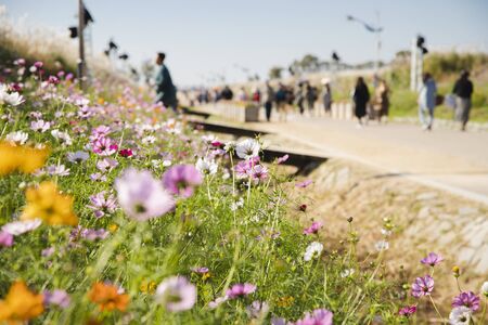 Beautiful autumn landscape, Miscanthus sinensis and Pink Muhly grass fields 057の写真素材
