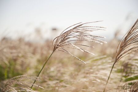 Beautiful autumn landscape, Miscanthus sinensis and Pink Muhly grass fields 052の写真素材