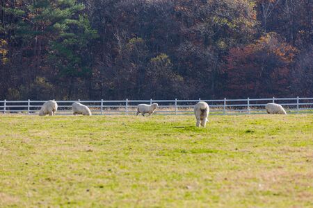 Livestock farm, cattle, dairy cattle, sheep and goat 133