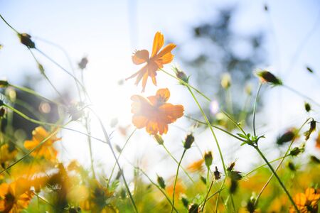 Colorful autumn landscape in the park and the countryside. Beautiful flowers and trees in the autumn season. 082の写真素材
