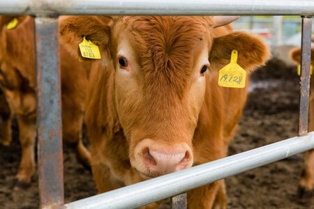 Livestock farm, cattle, dairy cattle, sheep and goat 047の写真素材