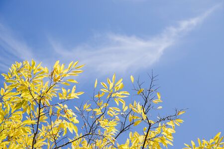 Colorful autumn landscape in the park and the countryside. Beautiful flowers and trees in the autumn season. 163の写真素材