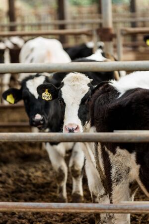 Livestock farm, cattle, dairy cattle, sheep and goat 086