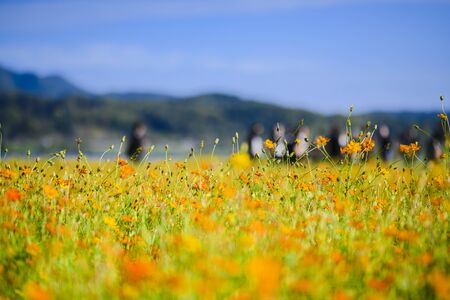 Colorful autumn landscape in the park and the countryside. Beautiful flowers and trees in the autumn...
