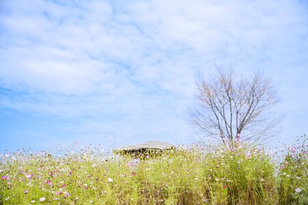 Colorful autumn landscape in the park and the countryside. Beautiful flowers and trees in the autumn season. 060の写真素材