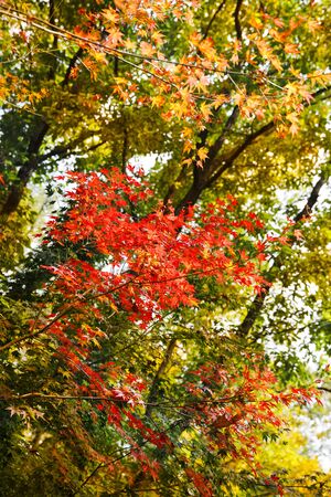 Colorful autumn landscape in the park and the countryside. Beautiful flowers and trees in the autumn...