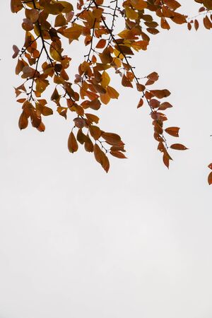 Colorful autumn landscape in the park and the countryside. Beautiful flowers and trees in the autumn season. 341の写真素材