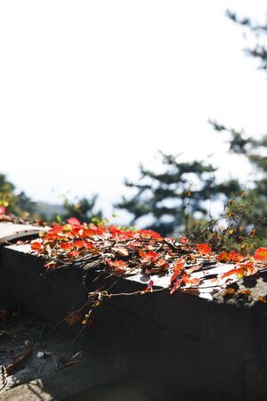 Colorful autumn landscape in the park and the countryside. Beautiful flowers and trees in the autumn season. 236の写真素材