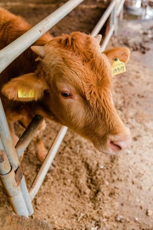 Livestock farm, cattle, dairy cattle, sheep and goat 060