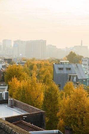 Colorful autumn landscape in the park and the countryside. Beautiful flowers and trees in the autumn season. 288の写真素材