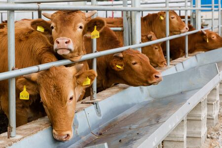 Livestock farm, cattle, dairy cattle, sheep and goat 032の写真素材