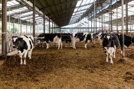 Livestock farm, cattle, dairy cattle, sheep and goat 081の写真素材