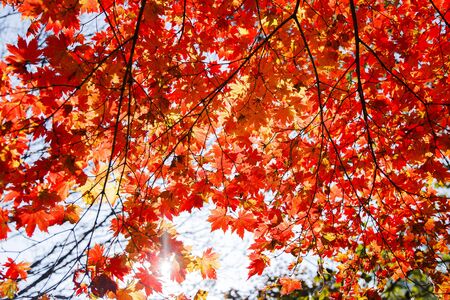 Colorful autumn landscape in the park and the countryside. Beautiful flowers and trees in the autumn...