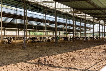 Livestock farm, cattle, dairy cattle, sheep and goat 079