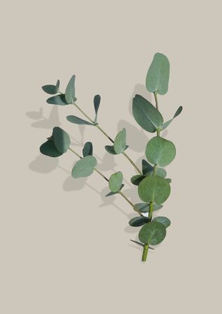 Eucalyptus branch Isolated on background.の写真素材