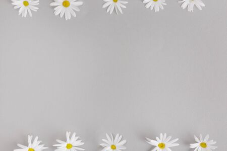 white chrysanthemum flowers frameの写真素材