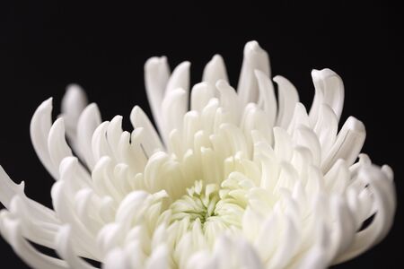 white chrysanthemum flowerの写真素材