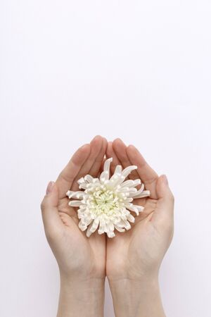 Hands with white chrysanthemum flowerの写真素材