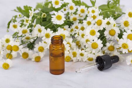 white chrysanthemum flowersの写真素材