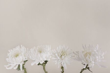 white chrysanthemum flowersの写真素材