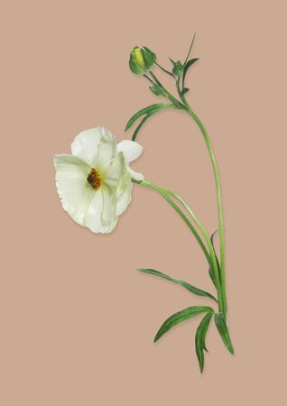 White flower branch isolated on background.の写真素材