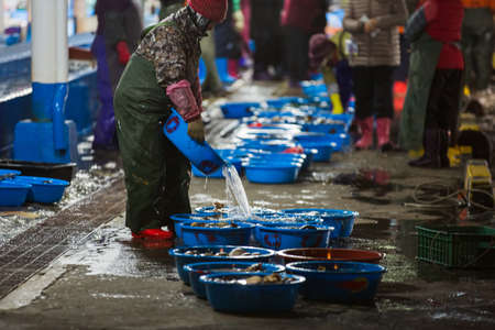 fishing village landscape. fresh fish market at the port in Korea 129の写真素材