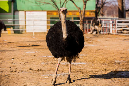 Animal Farm - ostrich, sheep, black goat, cattle and chicken 037の写真素材