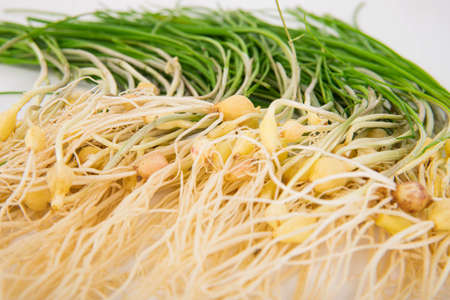 Spring vegetables and herbs, close up of nutritious greens sprouting in spring. 001の写真素材