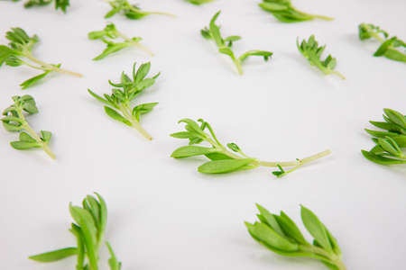 Spring vegetables and herbs, close up of nutritious greens sprouting in spring. 016の写真素材