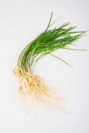 Spring vegetables and herbs, close up of nutritious greens sprouting in spring. 005の写真素材
