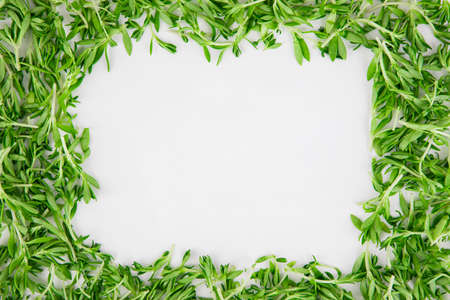 Spring vegetables and herbs, close up of nutritious greens sprouting in spring. 013の写真素材