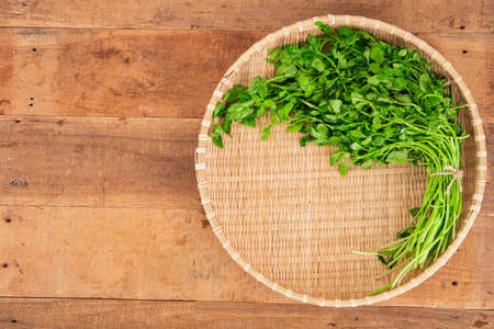 Spring vegetables and herbs, close up of nutritious greens sprouting in spring. 081の写真素材