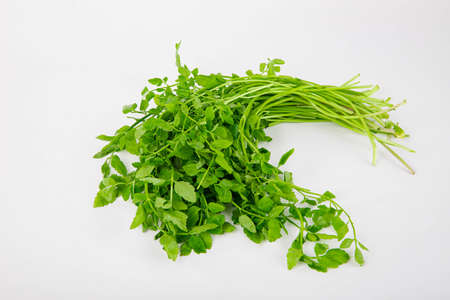 Spring vegetables and herbs, close up of nutritious greens sprouting in spring. 043の写真素材