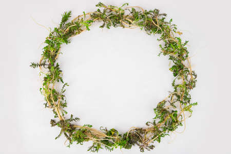 Spring vegetables and herbs, close up of nutritious greens sprouting in spring. 035の写真素材