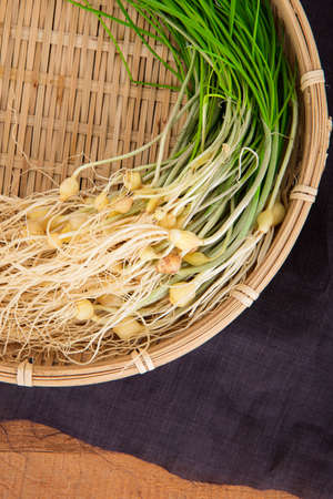 Spring vegetables and herbs, close up of nutritious greens sprouting in spring. 060の写真素材