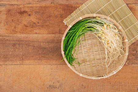 Spring vegetables and herbs, close up of nutritious greens sprouting in spring. 067の写真素材