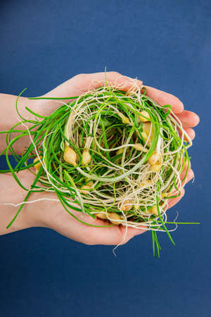 Spring vegetables and herbs, close up of nutritious greens sprouting in spring. 217の写真素材